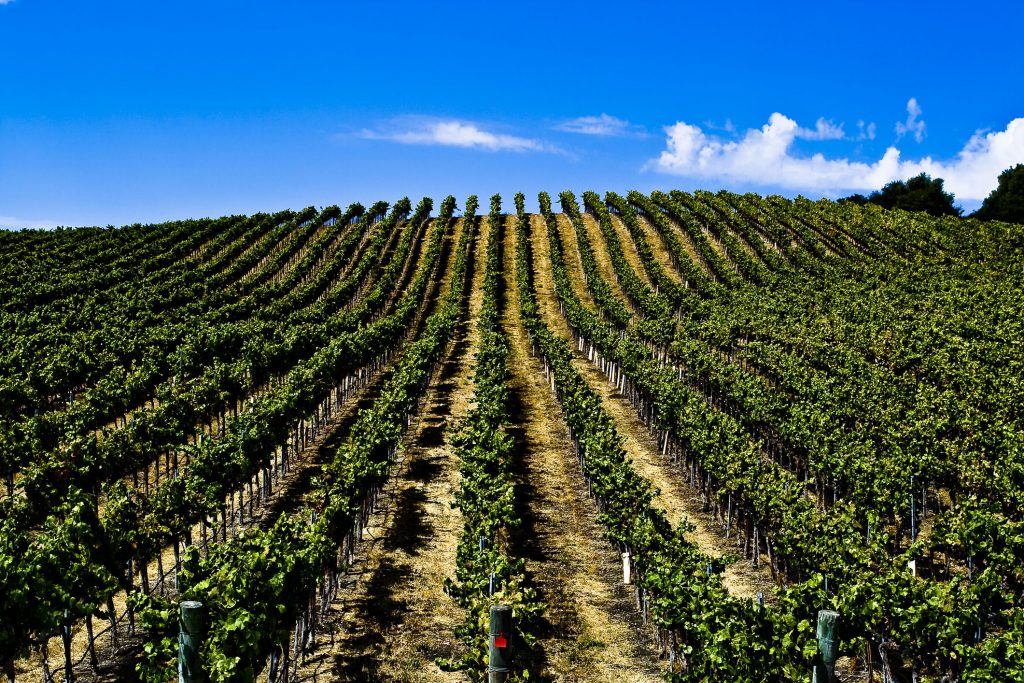 Broad Australian Vineyard Broad Australian Vineyard