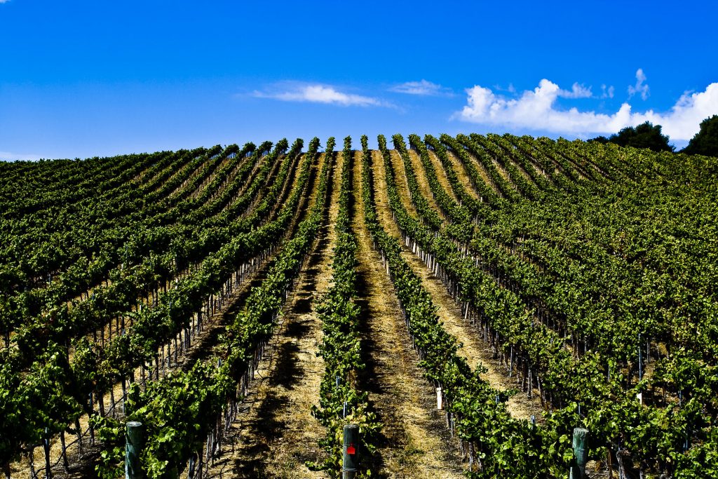 Broad Australian Vineyard