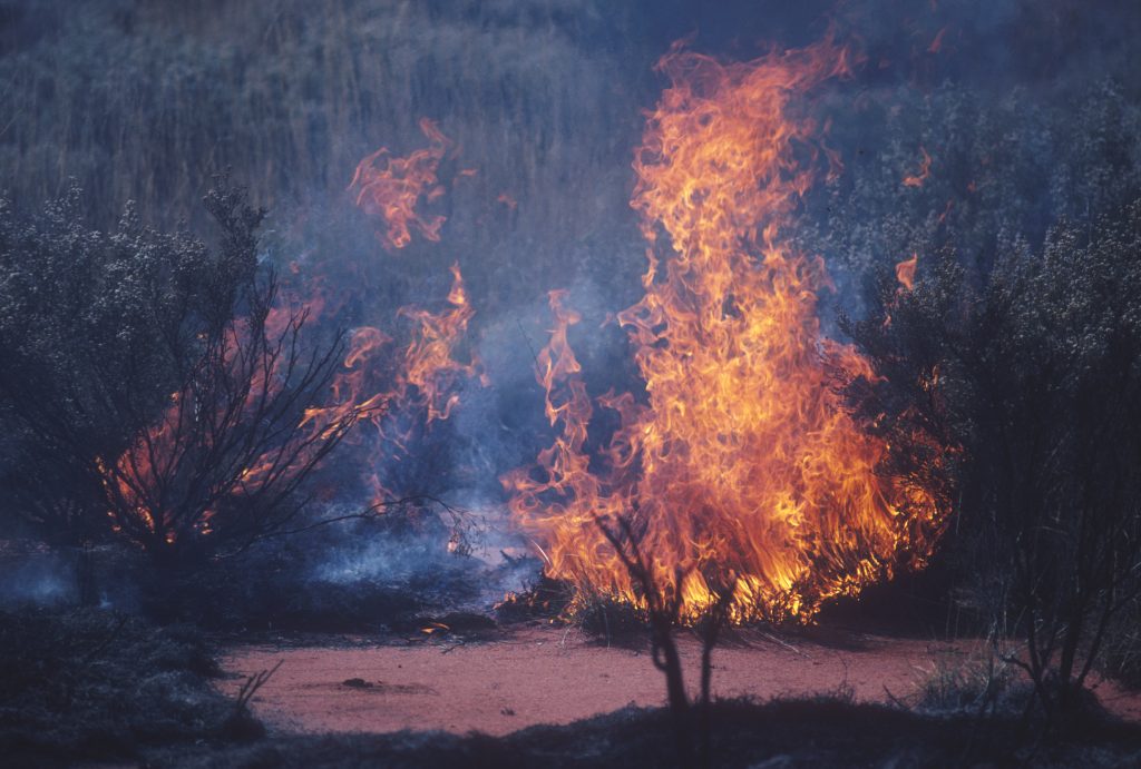 individual bushes on fire